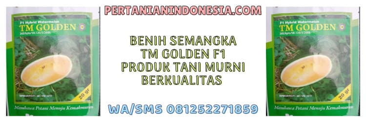 benih,semangka,tm golden,f1,tm seeds